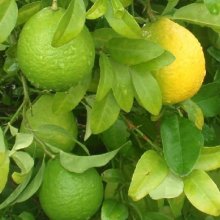 Lime Kusaie Picture of Lime Kusaie (3144)