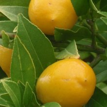 Limequat Picture of Limequat (3146)