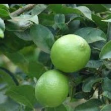 Lime Sublime Picture of Lime Sublime (8898)