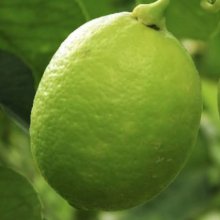 Lime Tahitian Picture of Lime Tahitian (3150)