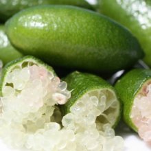Picture of Lime Australasica (10518)