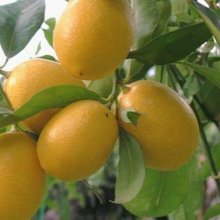 Limequat Eustis Picture of Limequat Eustis (8140)