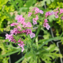Picture of Limonium Dark Pink (31223)