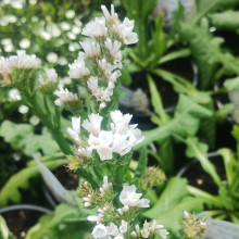 Limonium Light Blue Picture of Limonium Light Blue (31225)