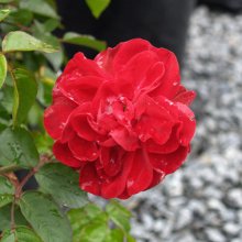 Picture of Linda Campbell-Rose (3155)