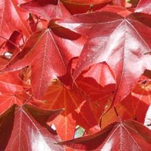 Picture of Liquidambar Burgundy (3156)
