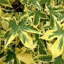 Picture of Liquidambar Golden Treasure (3158)