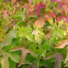 Picture of Liquidambar Gumball H/W 1.5m (7884)