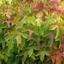 Picture of Liquidambar Gumball H/W 1.8m (3160)