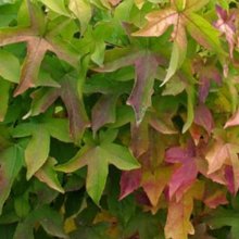 Picture of Liquidambar Gumball (11380)