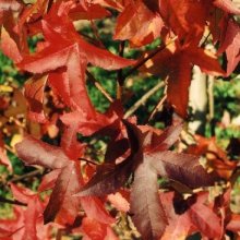 Picture of Liquidambar Lane Roberts (3163)