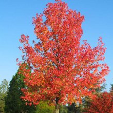 Picture of Liquidambar Stryaciflua (3165)