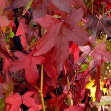 Picture of Liquidambar Summer Storm (3170)