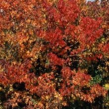 Liquidambar Worplesdon Picture of Liquidambar Worplesdon (3166)