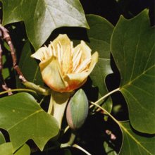 Liriodendron Tulipifera Picture of Liriodendron Tulipifera (3177)