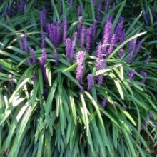 Liriope Evergreen Giant Picture of Liriope Evergreen Giant (28800)