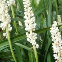 Liriope Monroe White Picture of Liriope Monroe White (8520)