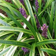 Liriope Muscari Ena Picture of Liriope Muscari Ena (3180)