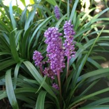 Liriope Muscari Picture of Liriope Muscari (3183)