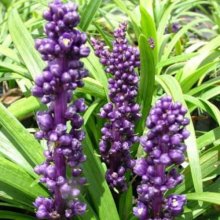 Liriope Royal Purple Picture of Liriope Royal Purple (3186)