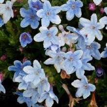 Lithodora Crystal Blue Picture of Lithodora Crystal Blue (10284)
