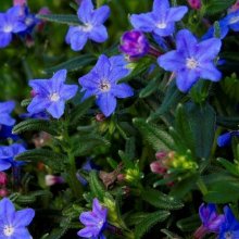 Lithodora Grace Ward Picture of Lithodora Grace Ward (6481)