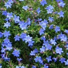 Lithodora Heavenly Blue Picture of Lithodora Heavenly Blue (3189)