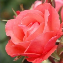 Little Miss Perfect Std 45cm-Rose Picture of Little Miss Perfect Std 45cm-Rose (10839)