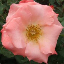 Liverpool Echo-Rose Picture of Liverpool Echo-Rose (3196)