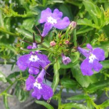 Picture of Lobelia Blue Volt (31159)