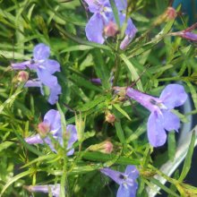 Picture of Lobelia Electric Blue (31160)