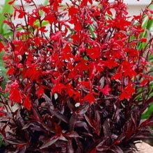 Lobelia Queen Victoria Picture of Lobelia Queen Victoria (3199)