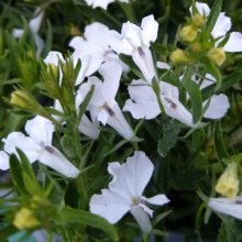Lobelia White Lightening Picture of Lobelia White Lightening (31161)