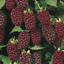 Picture of Loganberry Waimate (11968)