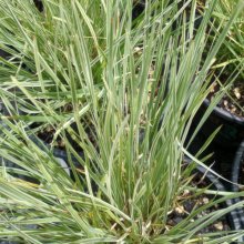 Lomandra Arctic Frost Picture of Lomandra Arctic Frost (29910)