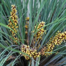 Lomandra Frosty Tops Picture of Lomandra Frosty Tops (7959)
