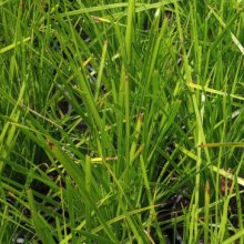 Lomandra Lime Tuff Picture of Lomandra Lime Tuff (7960)