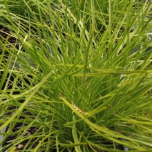 Lomandra Little Con Picture of Lomandra Little Con (3200)