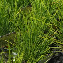 Lomandra Little Lime Picture of Lomandra Little Lime (28984)