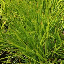 Lomandra Little Tuffy Picture of Lomandra Little Tuffy (29077)