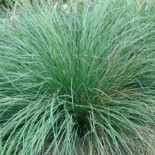 Lomandra Nyalla Picture of Lomandra Nyalla (3202)