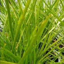 Lomandra Pom Pom Picture of Lomandra Pom Pom (30067)