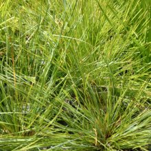 Lomandra Shara Picture of Lomandra Shara (11634)
