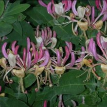 Picture of Lonicera Belgica (8996)