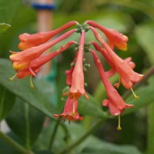 Picture of Lonicera Dropmore Scarlet (6104)