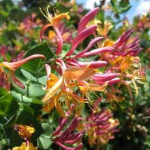 Picture of Lonicera Gold Flame (8316)