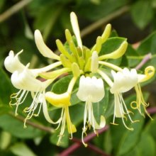 Picture of Lonicera Graham Thomas (9867)