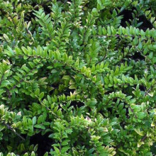 Lonicera Nitida Std 70cm Picture of Lonicera Nitida Std 70cm (7579)