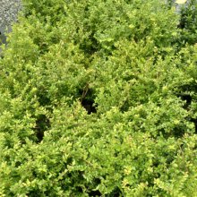 Picture of Lonicera Nitida (3207)