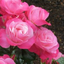 Looking Good-Rose Picture of Looking Good-Rose (11401)